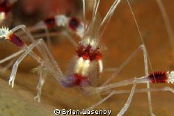 Banded Coral Shrimp - Roatan by Brian Lasenby 